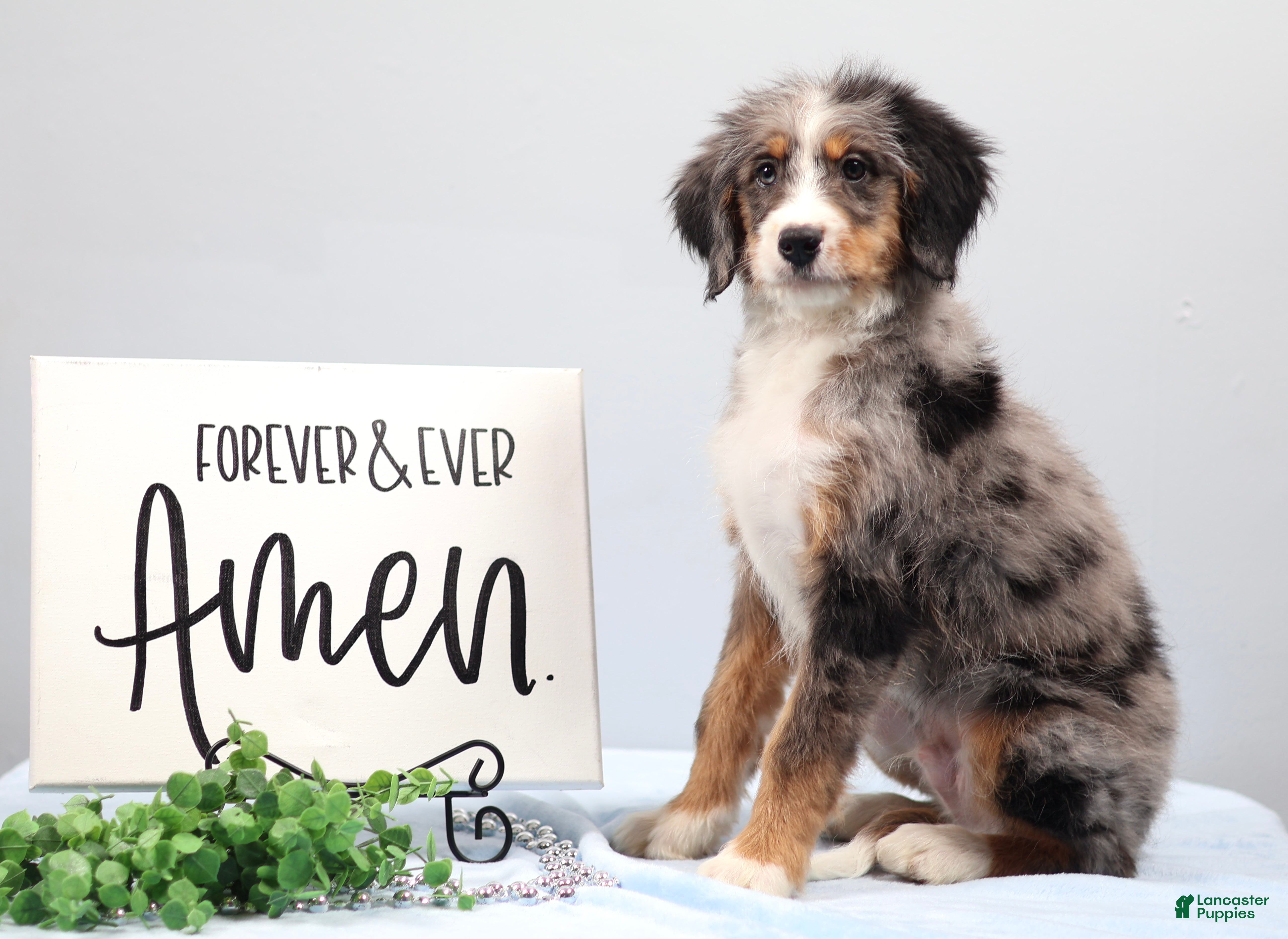 Mini Bernedoodle dogs Bingo - Ad 1