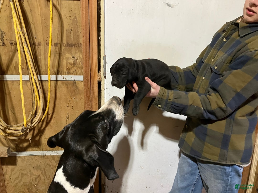 Great Dane dogs for sale: Joe - Ad 2