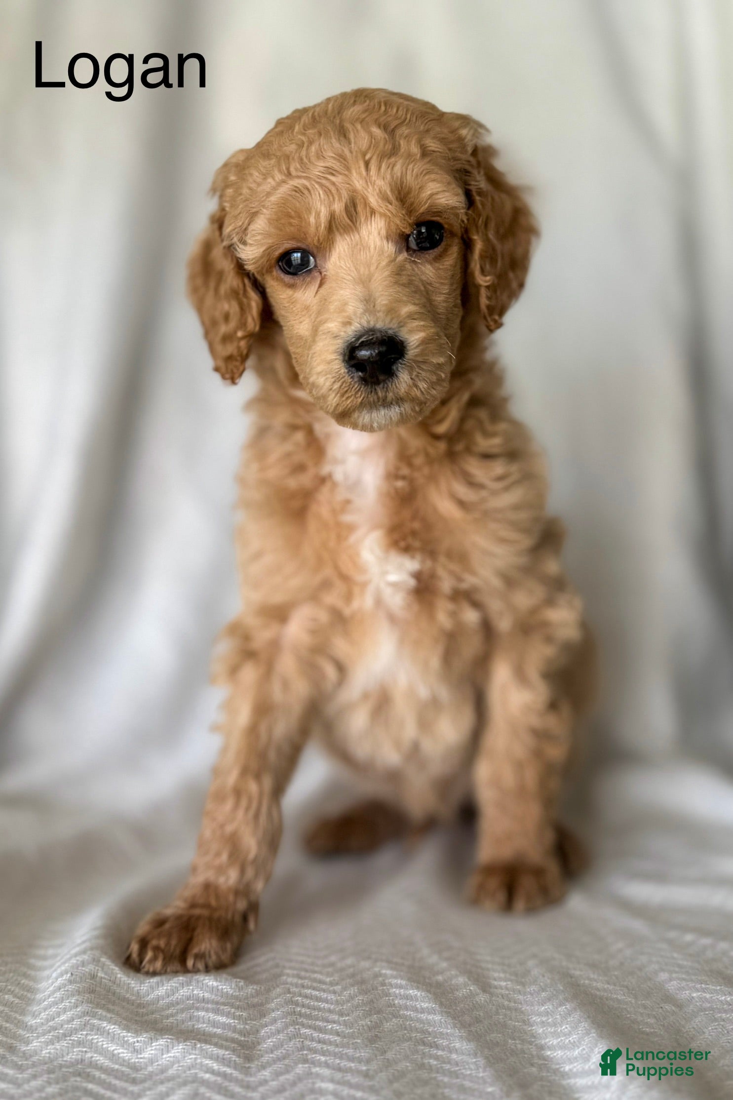 Standard Poodle dogs for sale: Standard Poodle Puppy 3 "Logan" - Ad 3