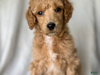 Standard Poodle dogs for sale: Standard Poodle Puppy 3 "Logan" - Ad 3