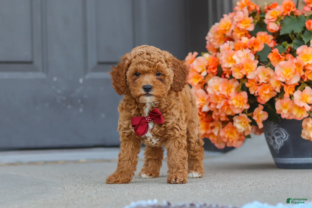 Cavapoo dogs for sale: Finn - Ad 1