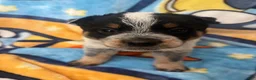 Australian Cattle Dog dogs for sale: Australian Cattle Dog Puppy 2 - Ad 4