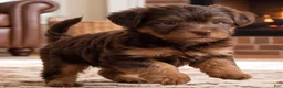Yorkshire Terrier dogs for sale: Toby - Ad 5