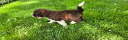 Portuguese Water Dog dogs for sale: Rebecca - Ad 8