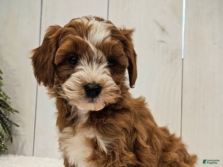 Mini Goldendoodle dogs Mini Goldendoodle Puppy 1 - Ad 8