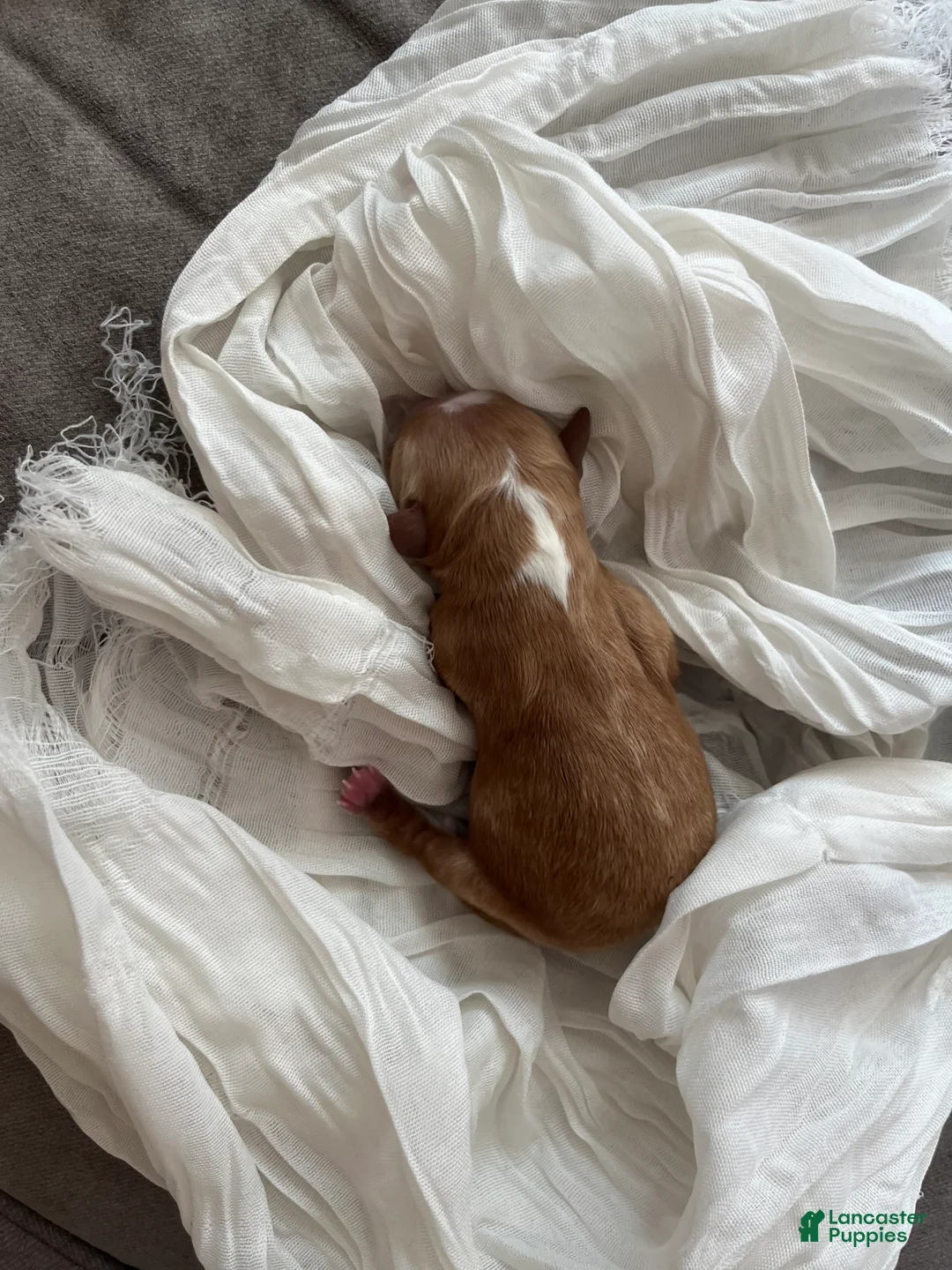 Cavapoo dogs for sale: Pecan - Ad 2