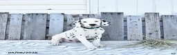 Dalmatian dogs for sale: Zephyr - Ad 2