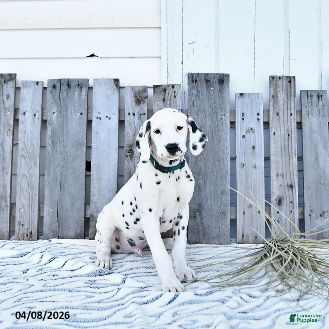 Dalmatian dogs for sale: Zephyr - Ad 2