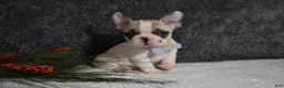 French Bulldog dogs for sale: Walter  - Ad 3