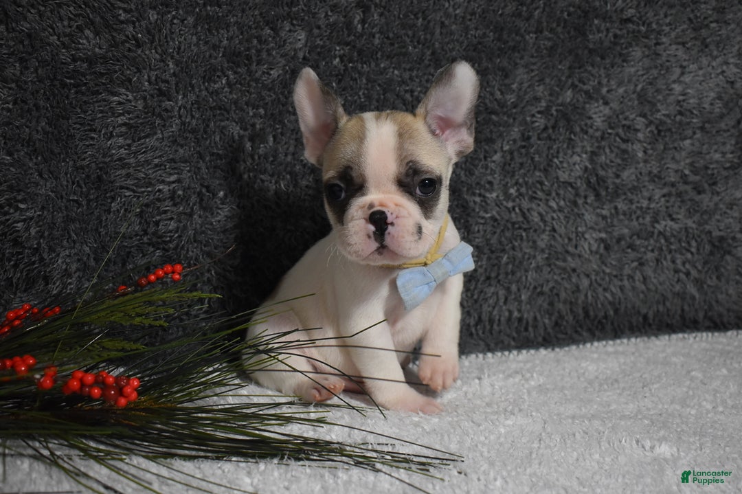 French Bulldog dogs for sale: Walter  - Ad 3