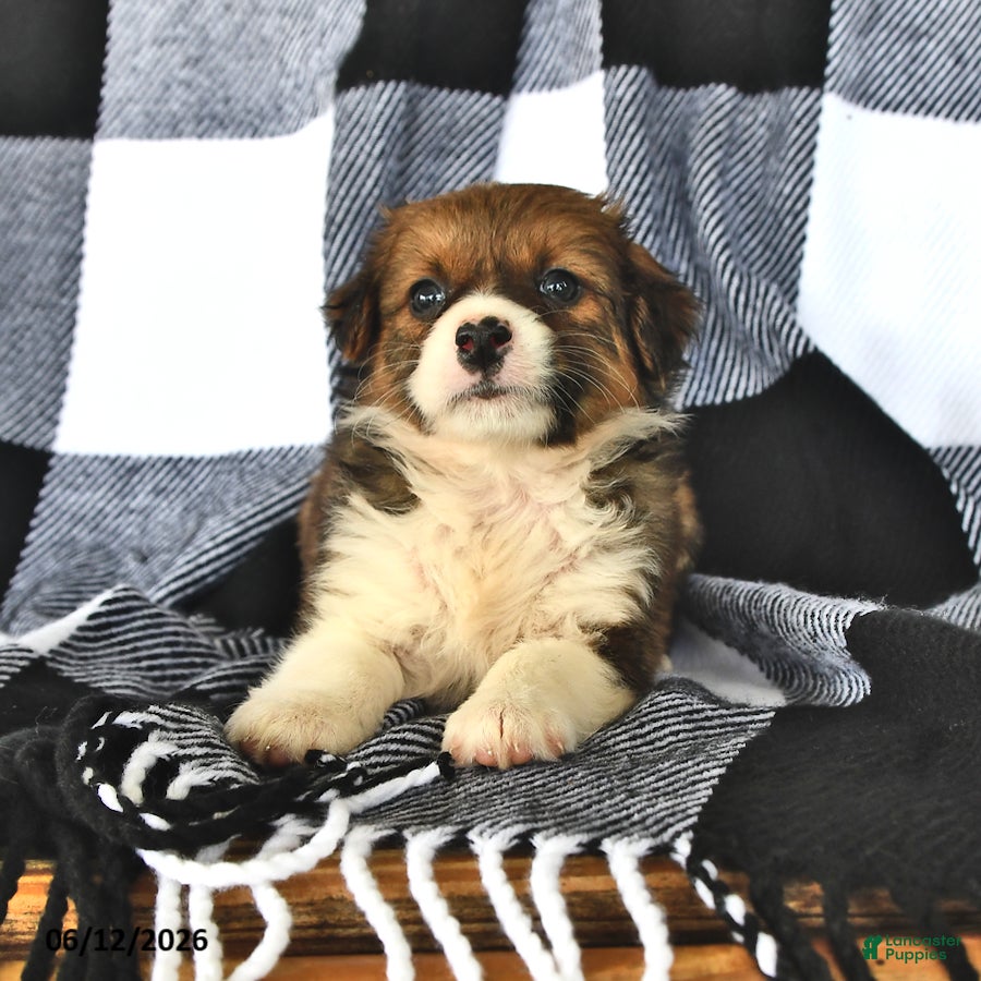 Mixed Breed dogs Willow - Ad 2