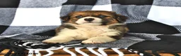 Mixed Breed dogs for sale: Willow - Ad 2