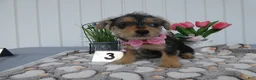 Chorkie dogs for sale: Chorkie 2 Polly - Ad 1