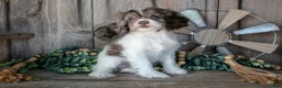 Cocker Spaniel dogs for sale: Pansy - Ad 2