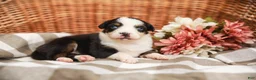 Australian Shepherd dogs for sale: Tess - Ad 1