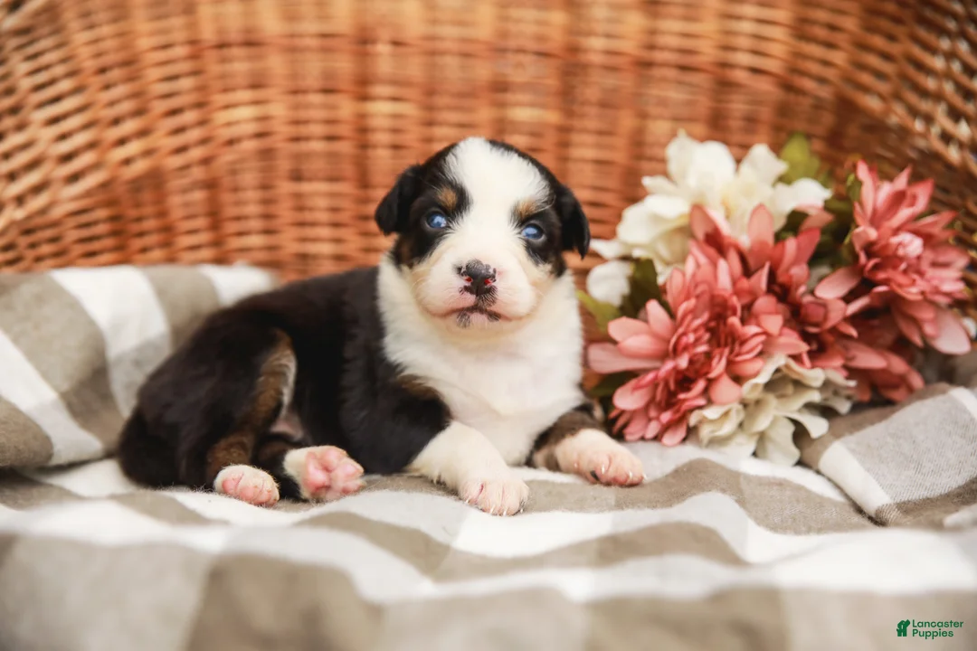 Australian Shepherd dogs for sale: Tess - Ad 1