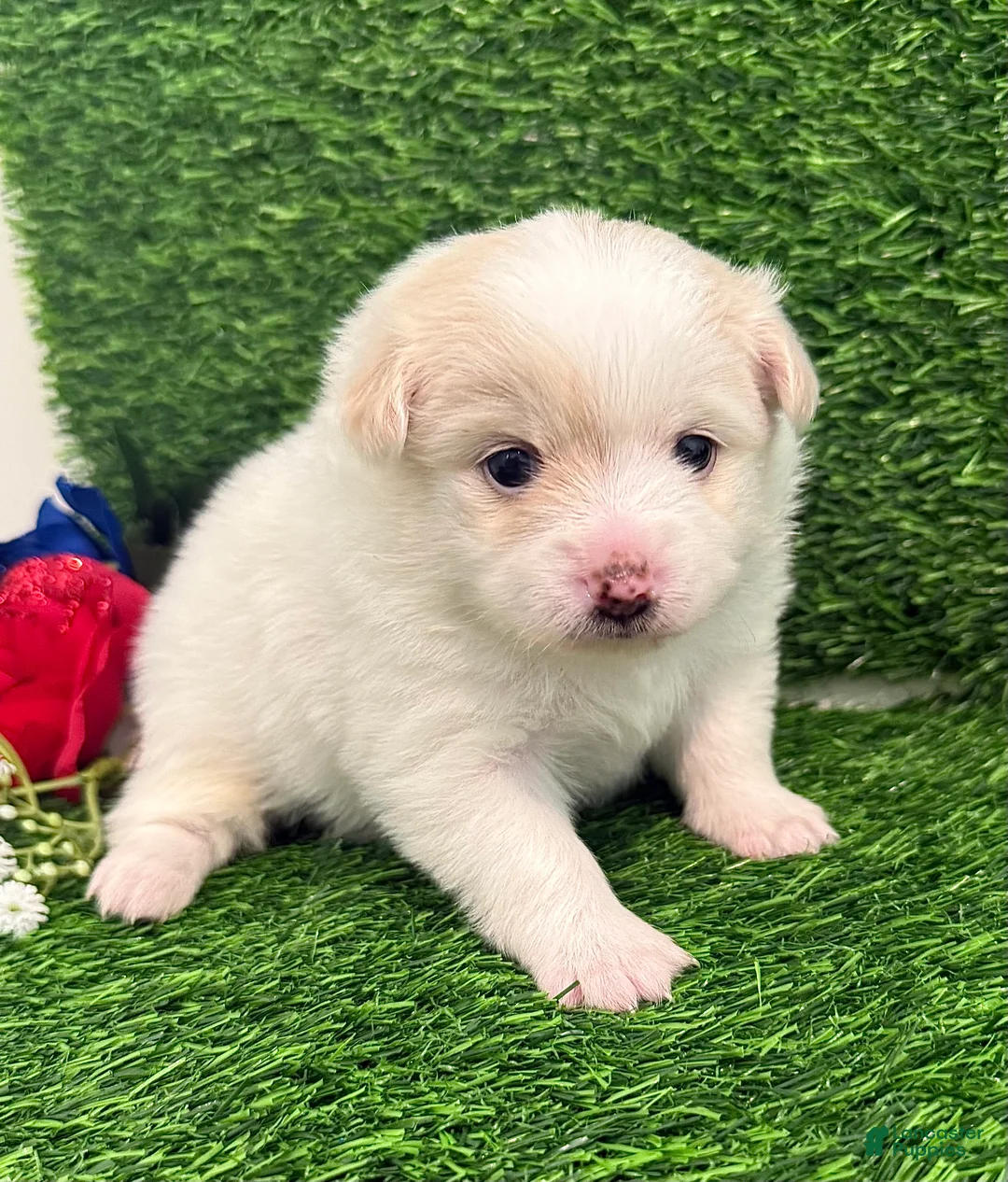 Pomeranian dogs for sale: Pomeranian 3 - Ad 2