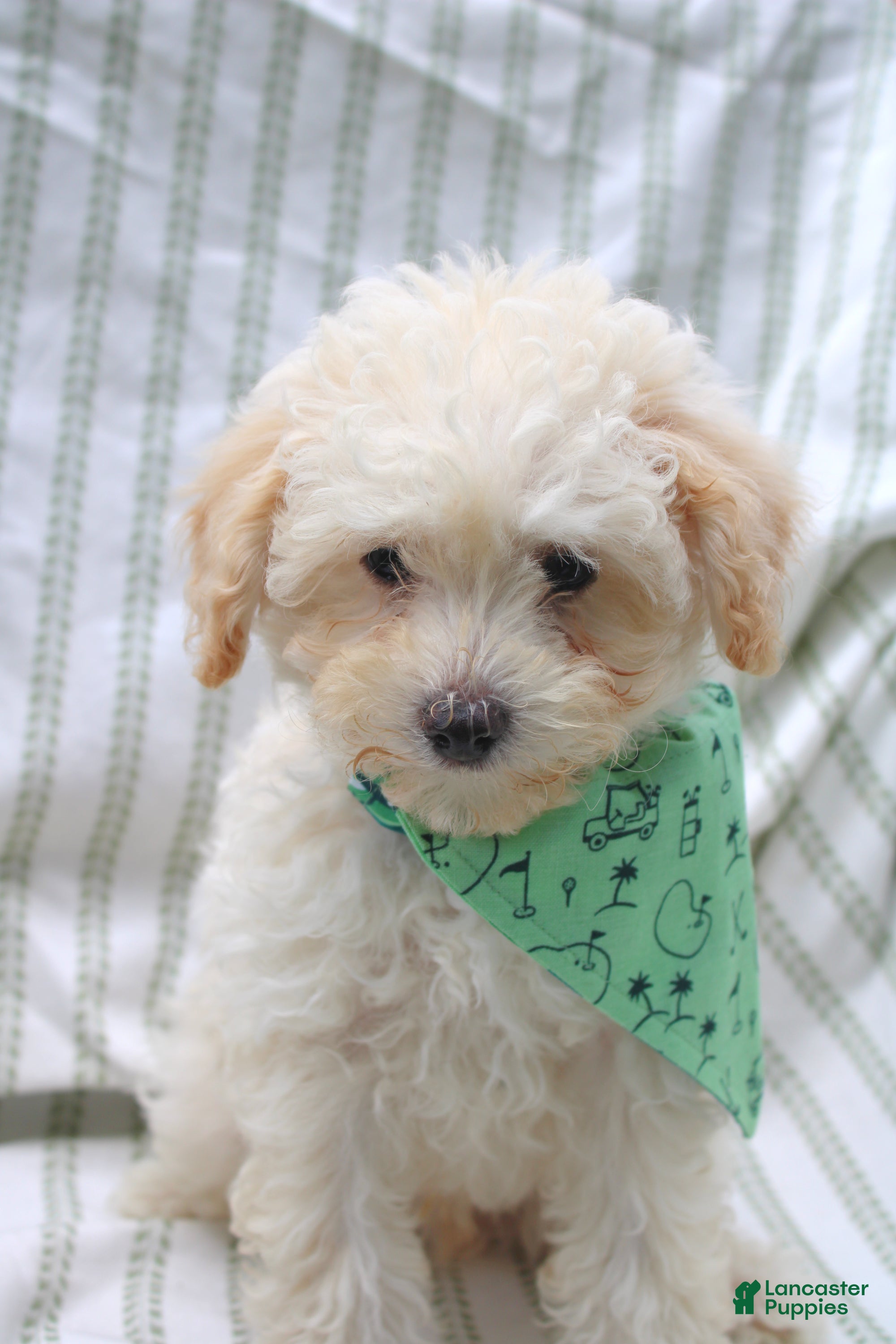 Yorkiepoo dogs Rusty  - Ad 1
