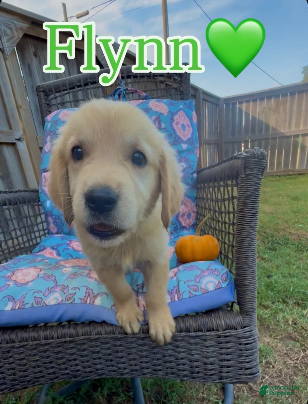 Golden Retriever dogs for sale: Flynn Rider - Ad 1