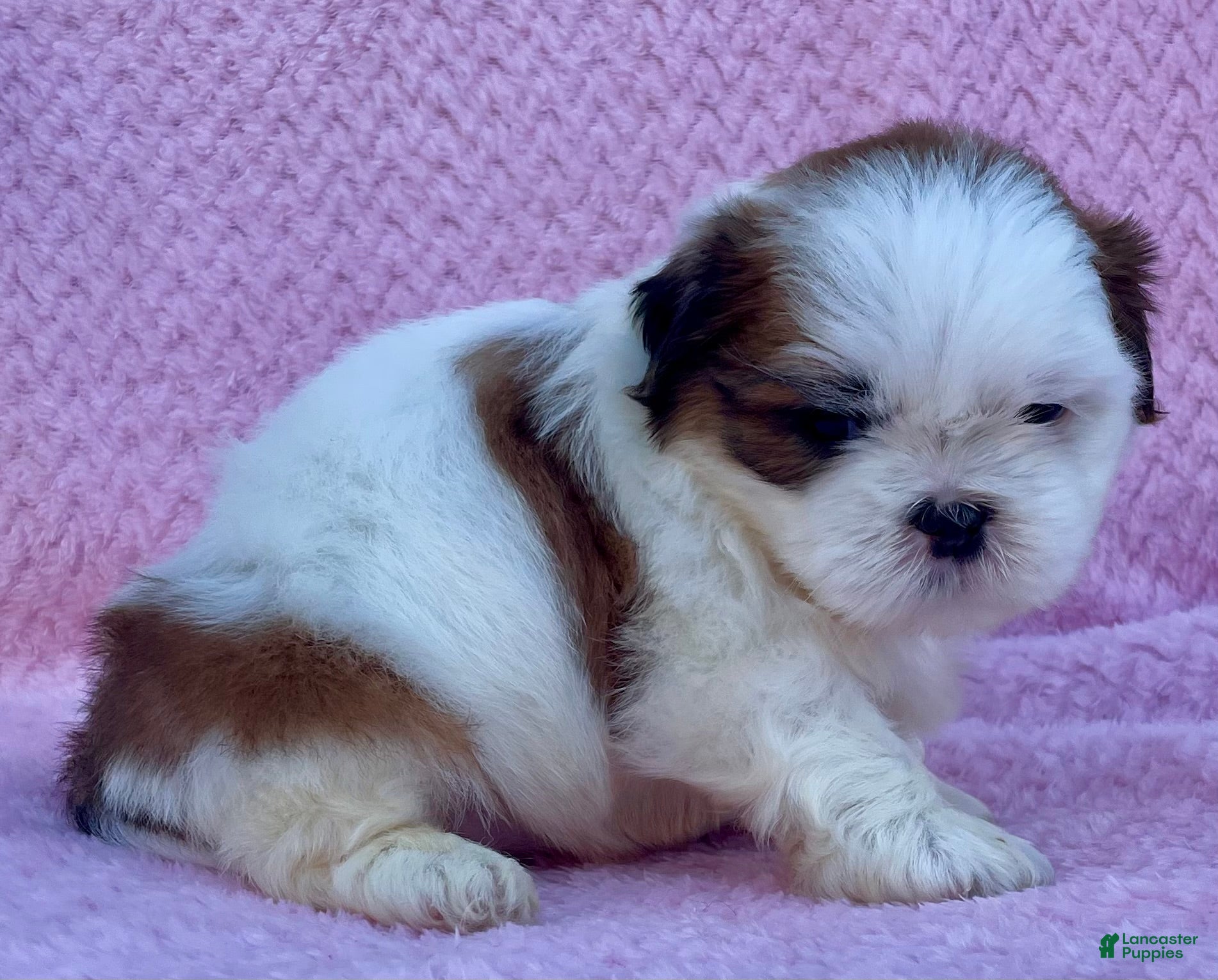 Shih Tzu dogs Bonnie - Ad 2