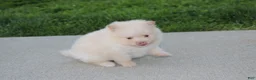 Pomeranian dogs for sale: Teddy  - Ad 10