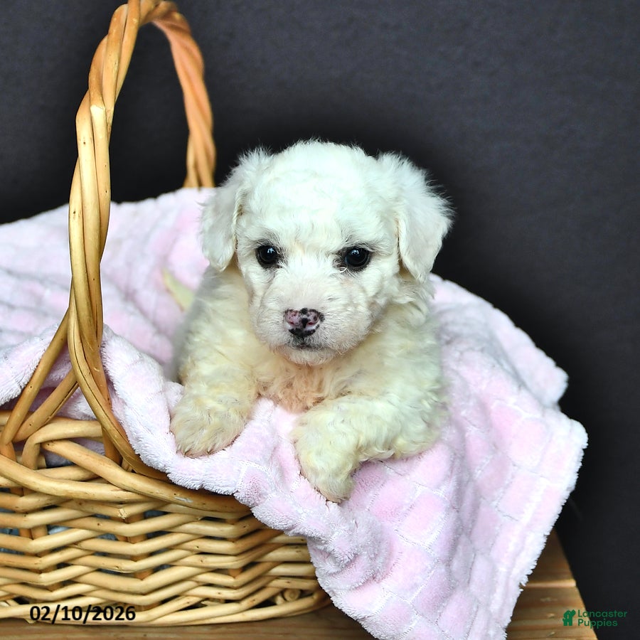 Bichon Frise dogs Louise - Ad 2