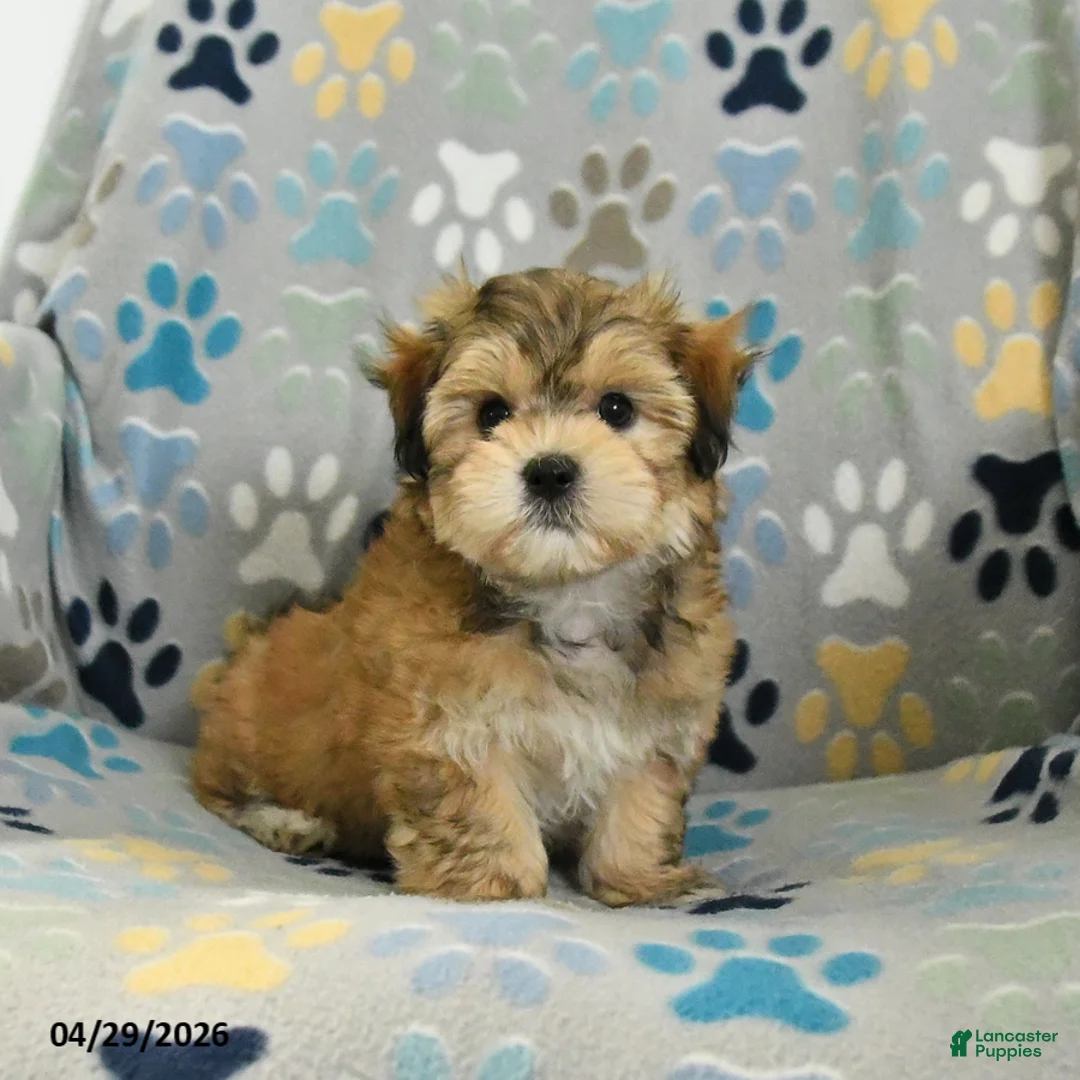 Mixed Breed dogs for sale: Owen - Ad 2