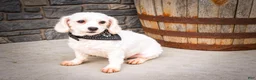 Maltese dogs for sale: Dixie💕   - Ad 11