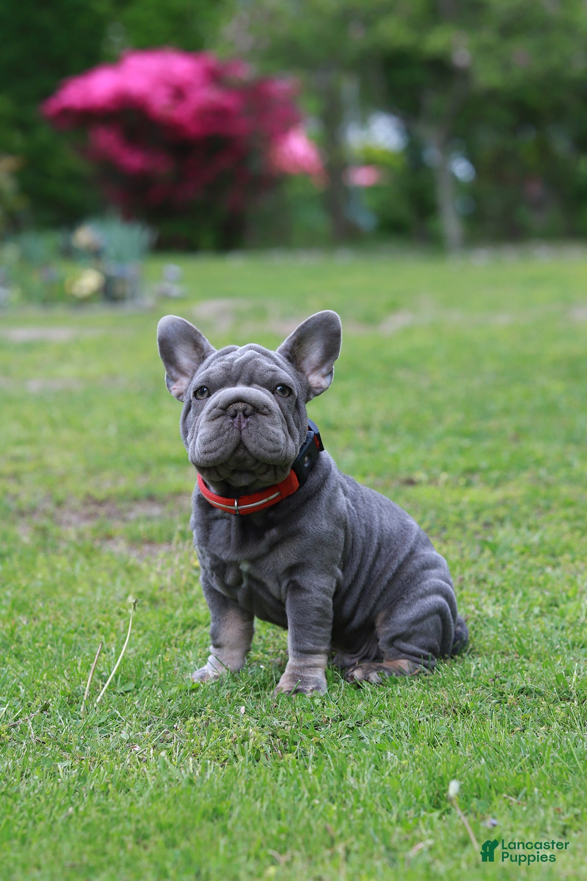 French Bulldog dogs RALF - Ad 2