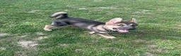 Gerberian Shepsky dogs for sale: Apollo - Ad 2