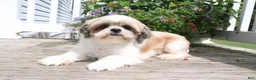 Shihpoo dogs for sale: Nevaeh - Ad 5