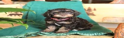 Cockapoo dogs for sale: Muffin - Ad 3