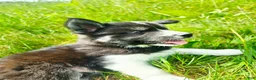 Mixed Breed dogs for sale: Doc - Ad 5