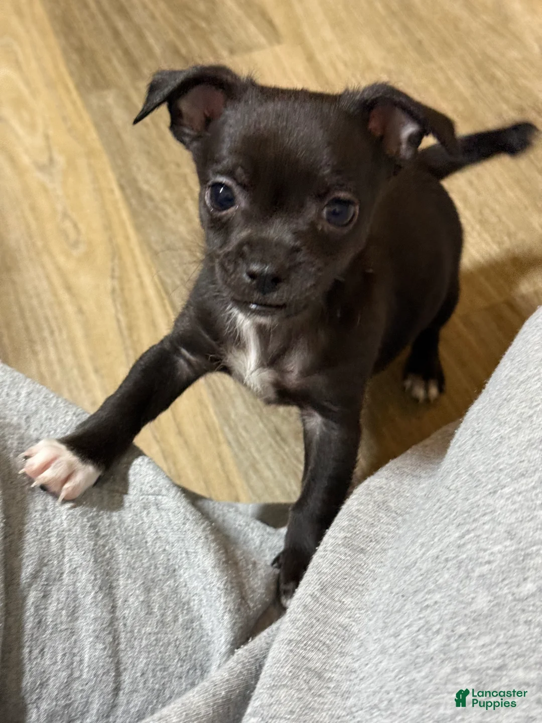 Chihuahua dogs for sale: Dutch - Ad 2