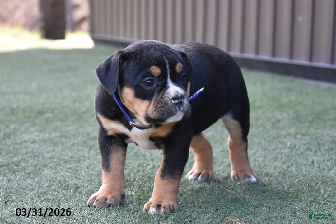 Olde English Bulldogge dogs for sale: Willow - Ad 1