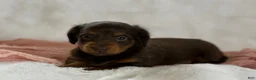 Miniature Dachshund dogs for sale: Gina - Ad 2