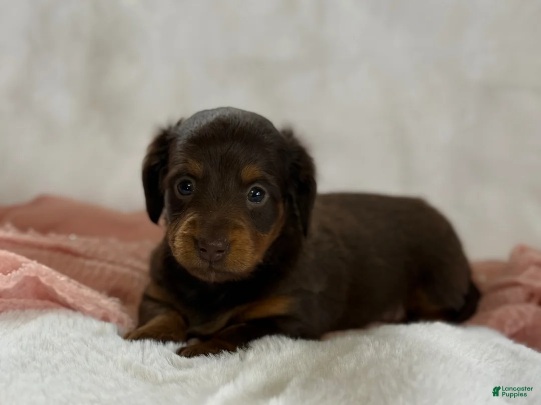 Miniature Dachshund dogs for sale: Gina - Ad 2