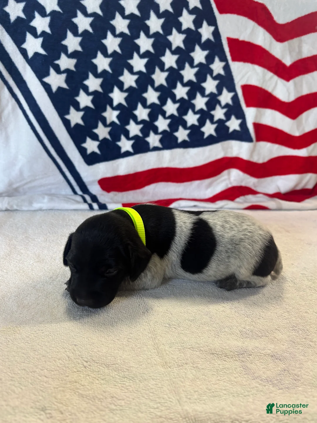 German Shorthaired Pointer dogs for sale: German Shorthaired Pointer 2 - Ad 1