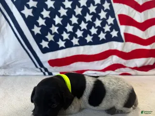 German Shorthaired Pointer dogs German Shorthaired Pointer 2 - Ad 40