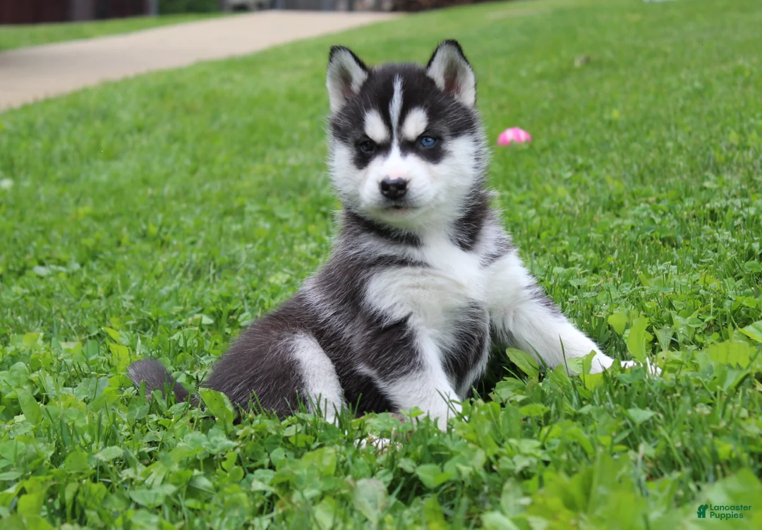 Siberian Husky dogs for sale: Thunder - Ad 2