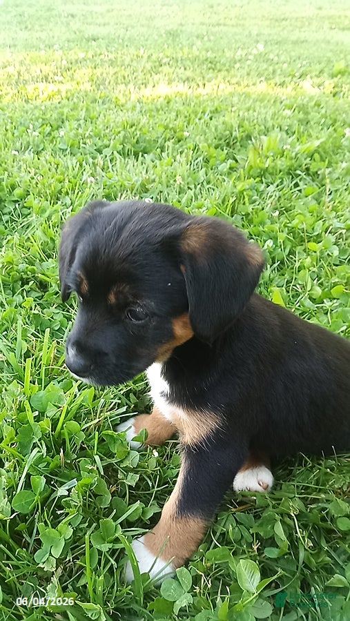 Mixed Breed dogs for sale: Sasha - Ad 1