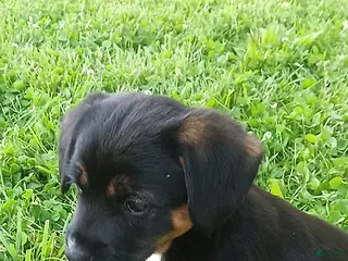 Mixed Breed dogs for sale: Sasha - Ad 3