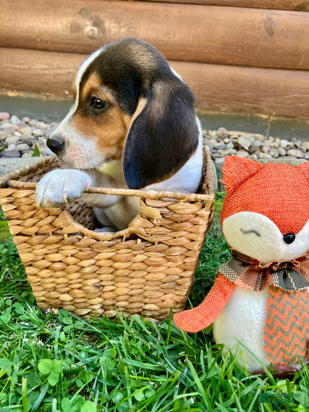 Beagle dogs for sale: Bandit - Ad 7