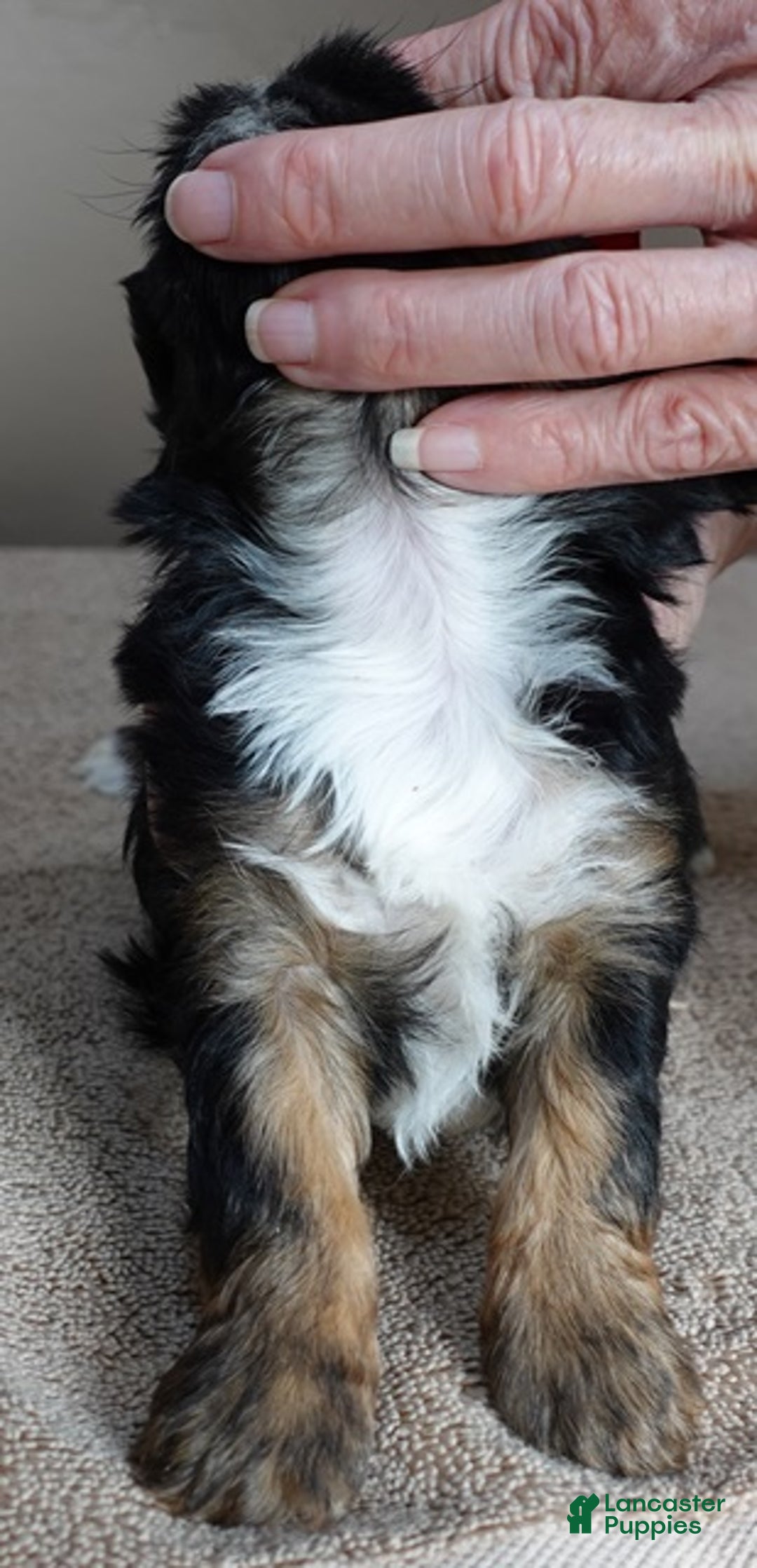 Yorkshire Terrier dogs for sale: Kismet black face - Ad 3