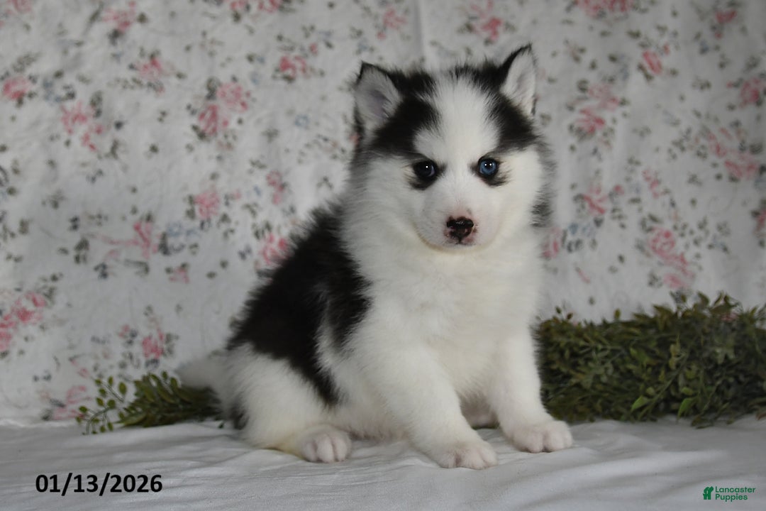 Pomsky dogs for sale: Kara - Ad 3