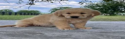 Golden Retriever dogs for sale: Camden - Ad 4