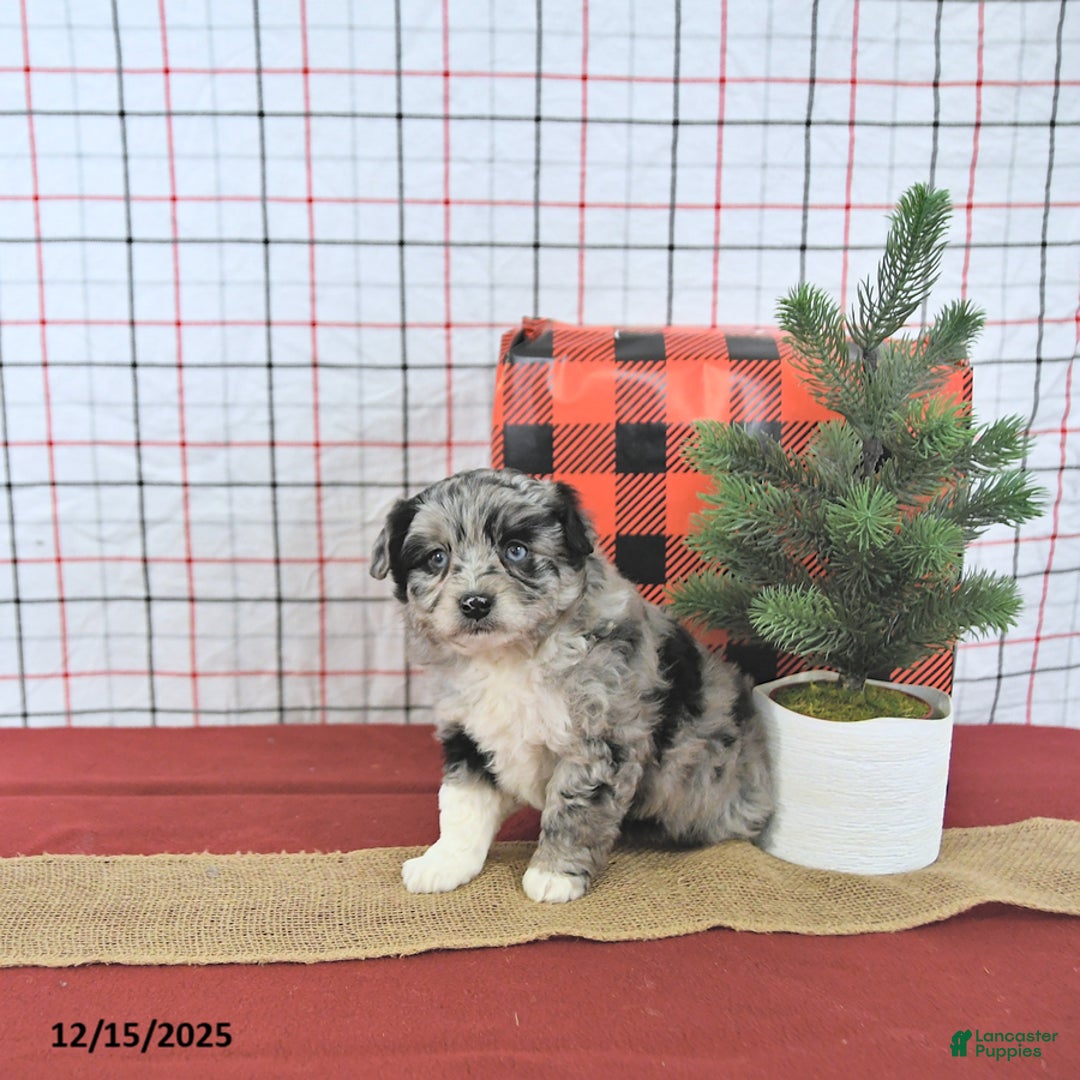 Mini Aussiedoodle dogs for sale: Sparkle EXTRA SMALL - Ad 5