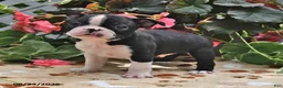 Boston Terrier dogs for sale: Luke - Ad 4