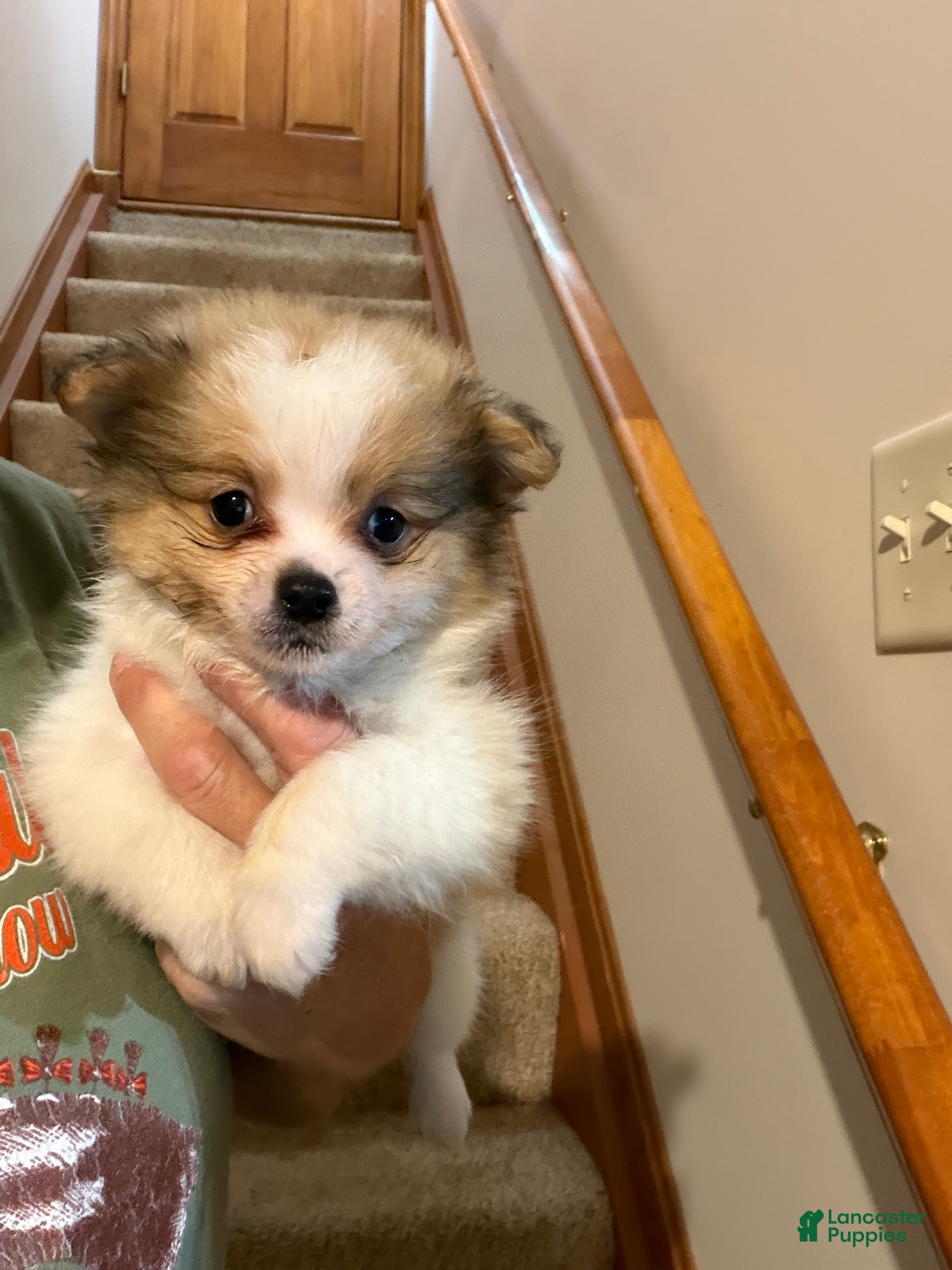 Pomeranian dogs Jace - Ad 1