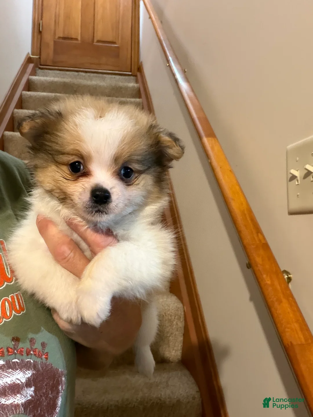 Pomeranian dogs for sale: Jace - Ad 1